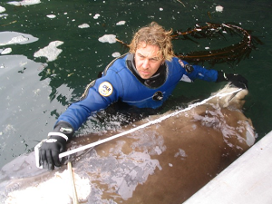 In 2004, a dead whale washed up on Alaska’s Aleutian Islands. It turned out to be a member of the new species. (Image: Don Graves/NOAA)